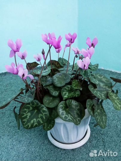 Цикламен европейский, бабушкина фиалка