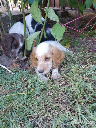 Щенки русского спаниеля