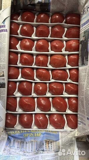 Помидоры узбекистан