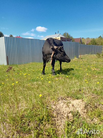 Корова нетель, коза и козел