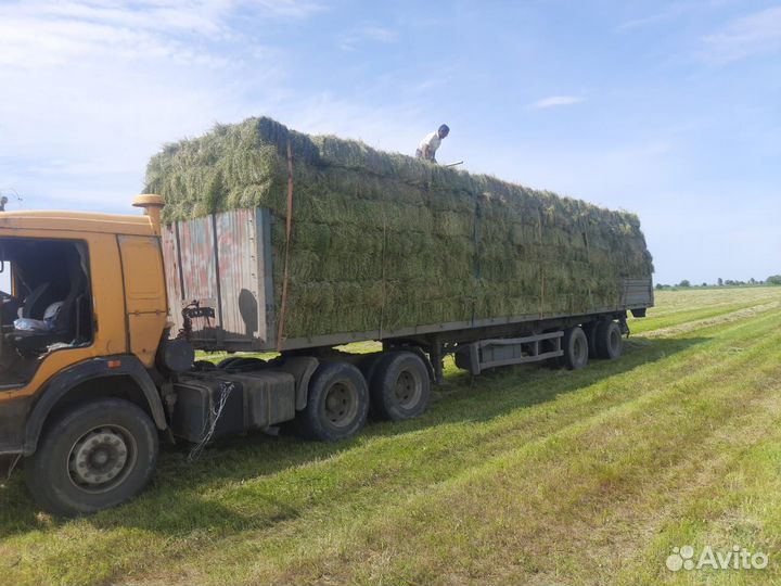 Продажа свежего сена