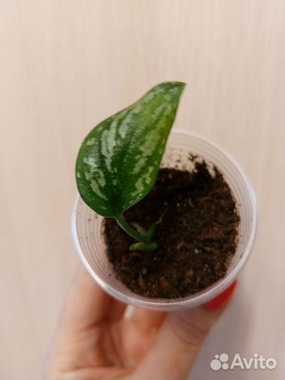 Сциндапсус триколор