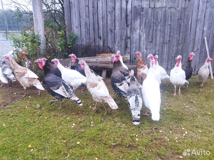 Индюки домашние