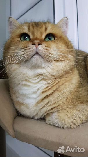 Кот британец клубный вязка
