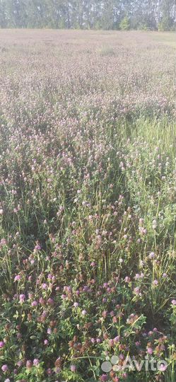 Сено в тюках