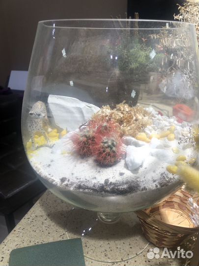 Флорариум с кактусами