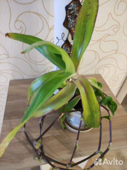 Растение золотой ус