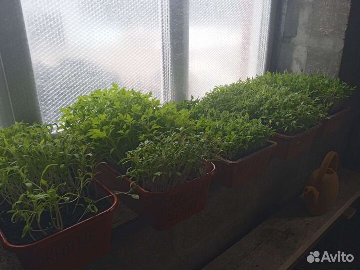 Рассада помидор и перцев, баклажанов