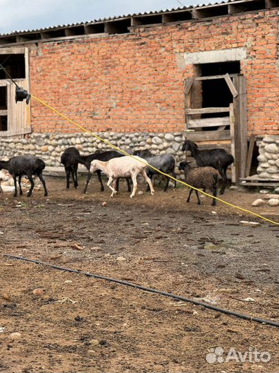 Овцы бараны