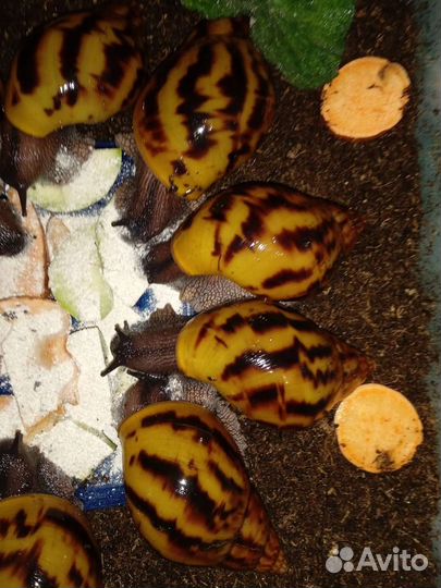 Улитки Ахатины/ Архахатины почтой