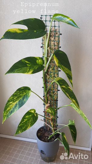 Epipremnum pinnatum 'Yellow flame'