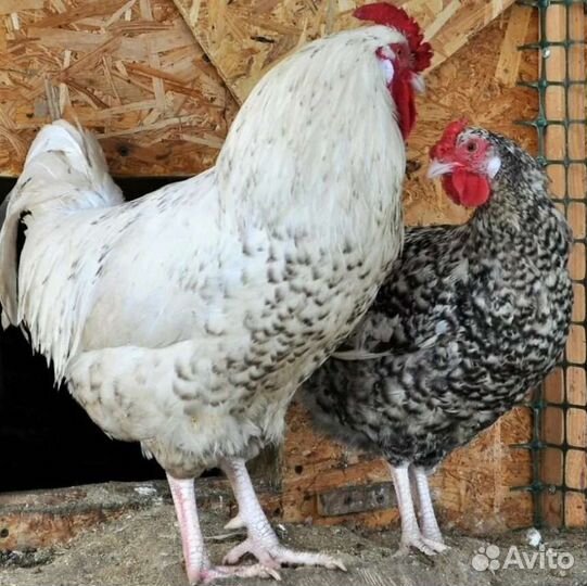 Инкубационное яйцо Пушкинских кур