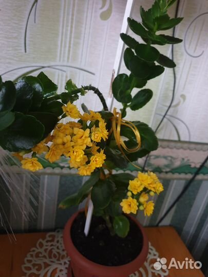 Комнатные цветы