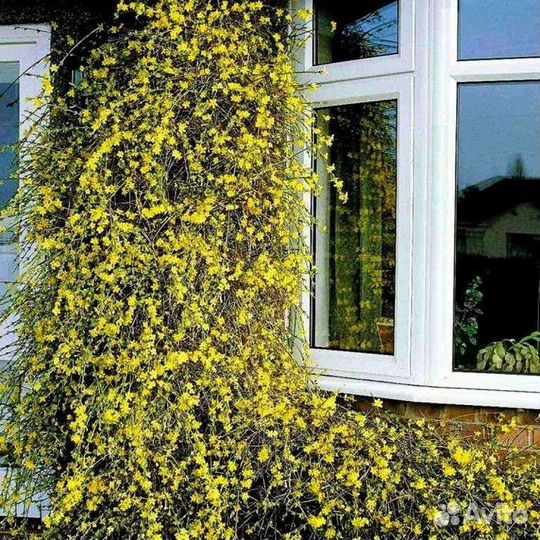 Жасмин голоцветковый(Jasminum nudiflorum )