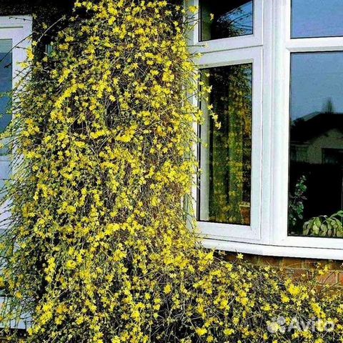 Жасмин голоцветковый(Jasminum nudiflorum )