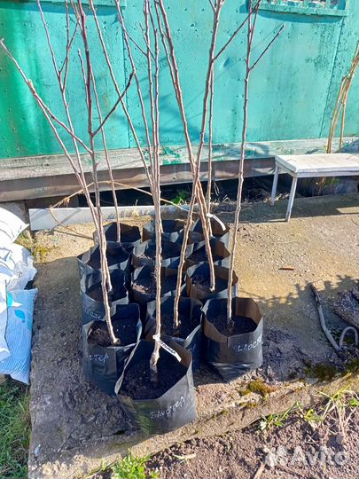 Саженцы яблони