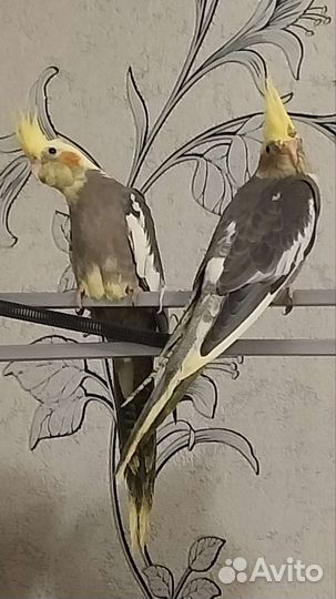 Попугай корелла