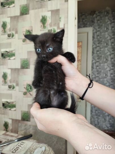 Котодети