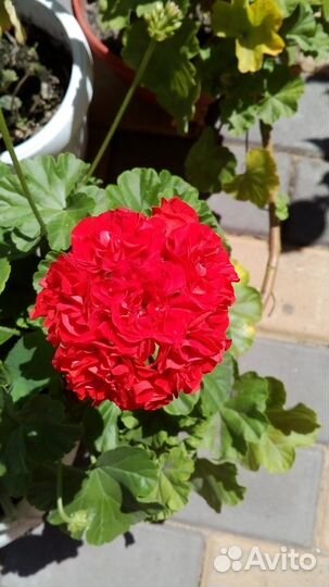 Герань, пеларгония