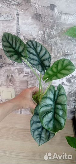 Алоказия сильвер дракон