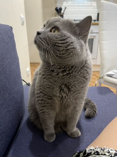 Вязка с Британский кот