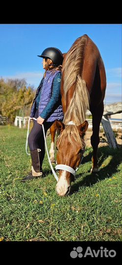 Тракененская лошадь (мерин )