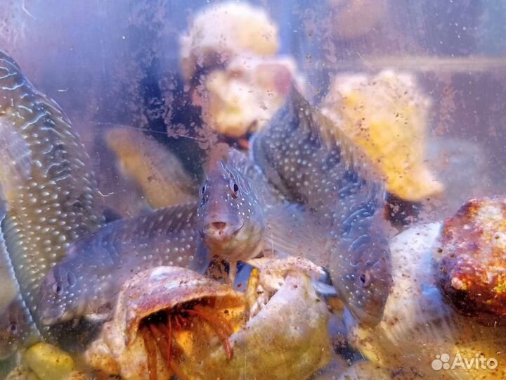 Морская рыбка (Черноморская собачка)