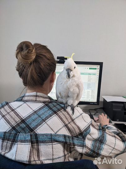 Передержка попугаев, птиц