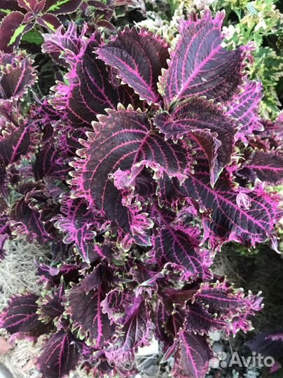 Колеусы вегетативные сортовые