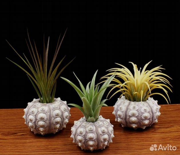 Панцирь морского ежа