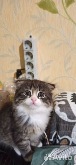 Котенок в очень добрые руки