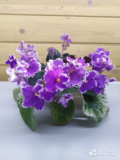 Сортовые фиалки