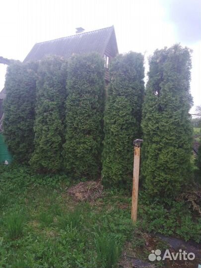 Туя Смарагд