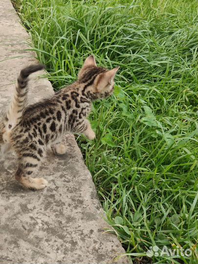 Бенгальская