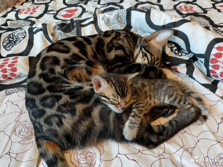 Бенгальский котенок