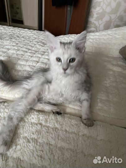 Мейн-кун продам