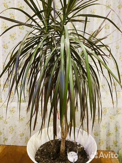 Пальма драцена