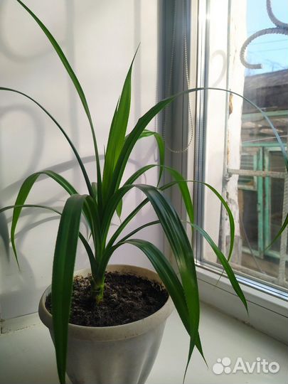 Пальма Пандаус