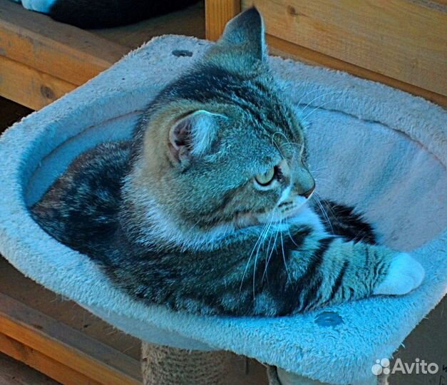 Манчкин вязка, продажа