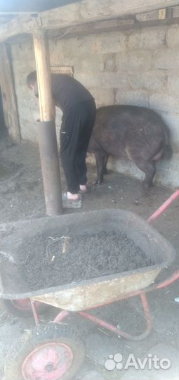 Дикий кабан