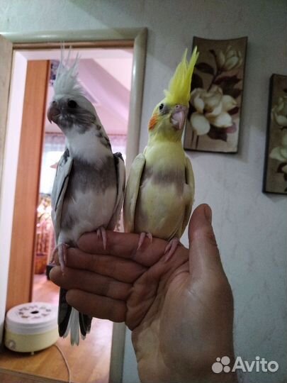 Корелла птенчики и говорящий корелл