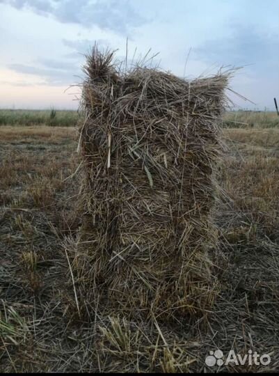 Сено в тюках