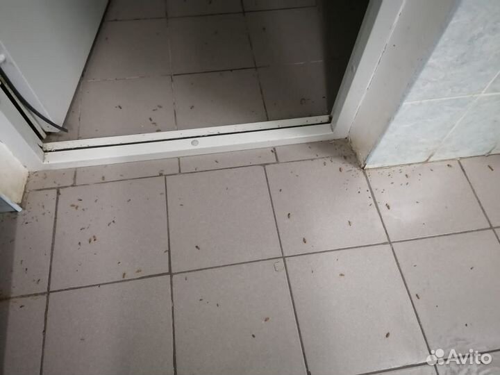 Дезинсекция Клопов,Тараканов,Блох/ Дезинфекция