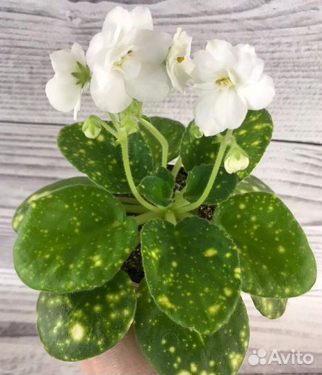 Сортовые фиалки