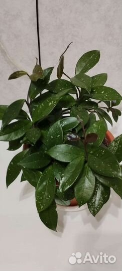 Хойя Карноза