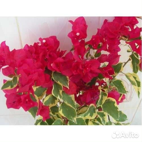 Бугенвиллея