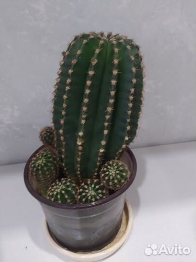 Отростки кактусов