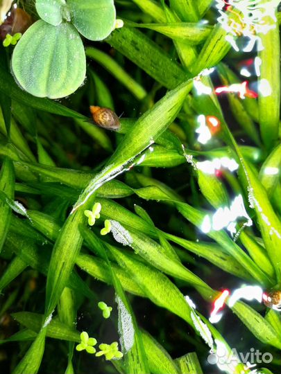 Элодея, лимонник, валлиснерия, людвигия, улитки