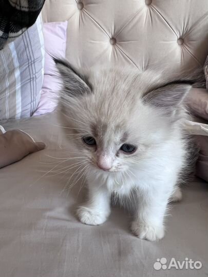 Котята рэгдолл