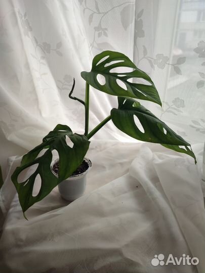 Монстера манки маск